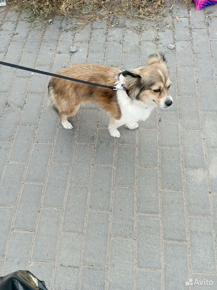 Алопекис, вязка, Волгоград