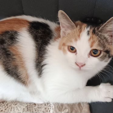 Сиамский котёнок