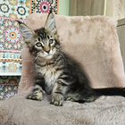 Мейн-кун котёнок