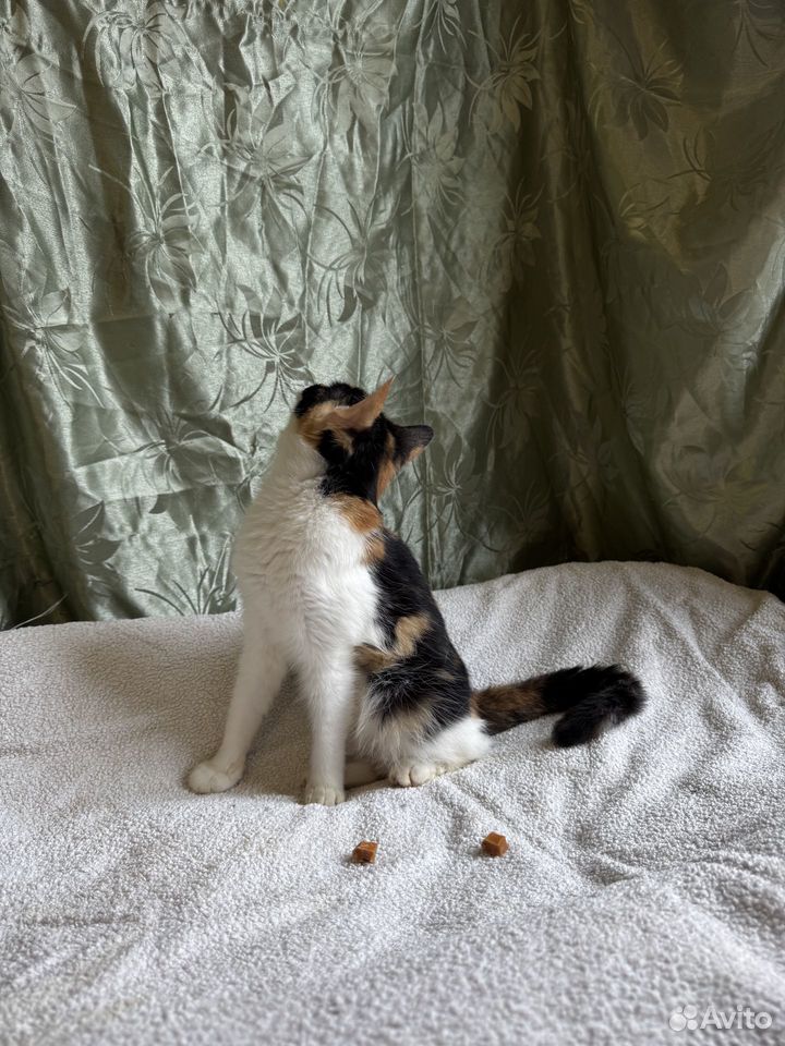Котёнок в добрые руки, Краснодар