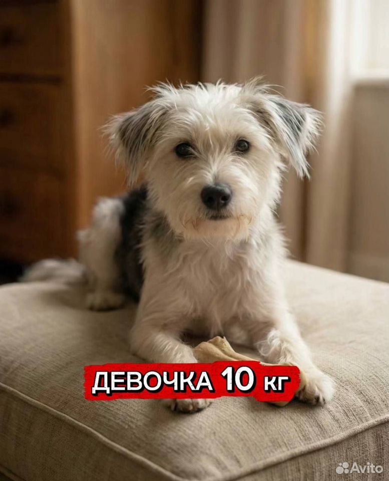 Взрослая собака в добрые руки, Подольск