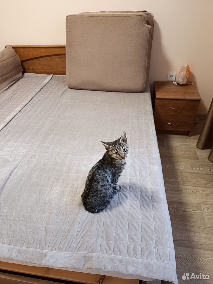 Котёнок в добрые руки, Краснодар