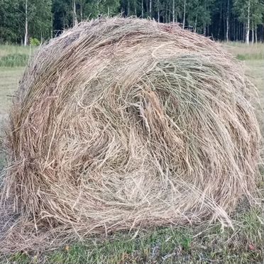 Продам сено в рулонах