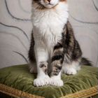 Мейн-кун котёнок
