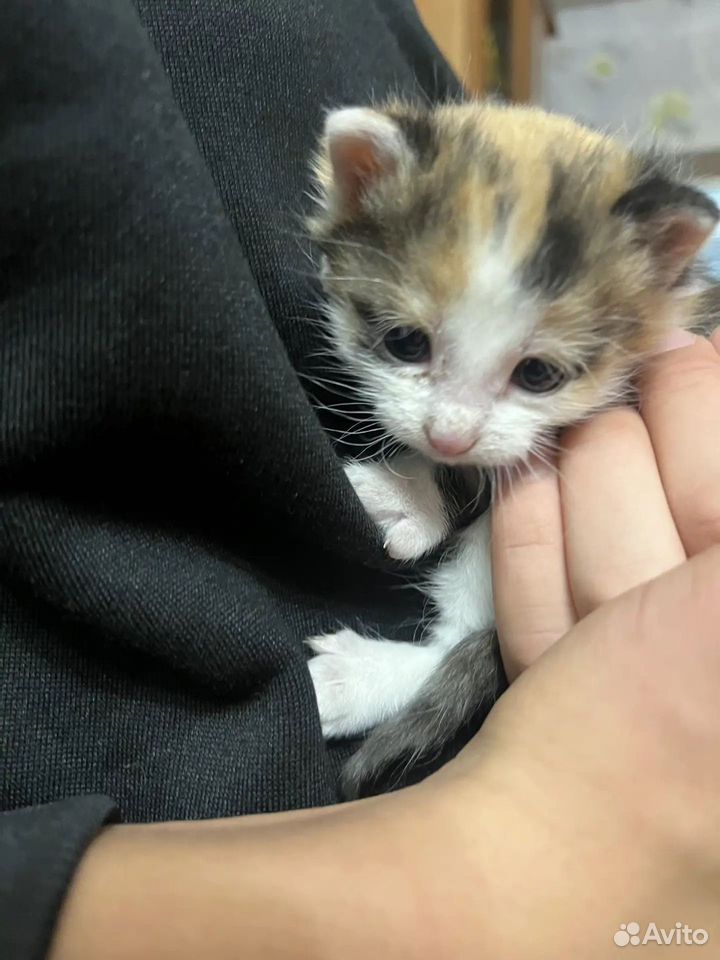 Котёнок в добрые руки, Стерлитамак
