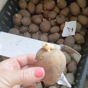 Семенной картофель