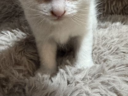 Рэгдолл котёнок, Бодайбо