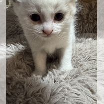Рэгдолл котёнок, Бодайбо