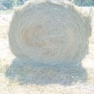 Продам сено в рулонах