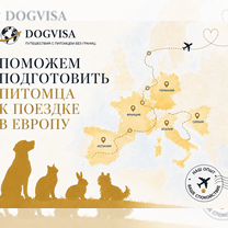 Анализ на титры бешенства Горловка, Горловка