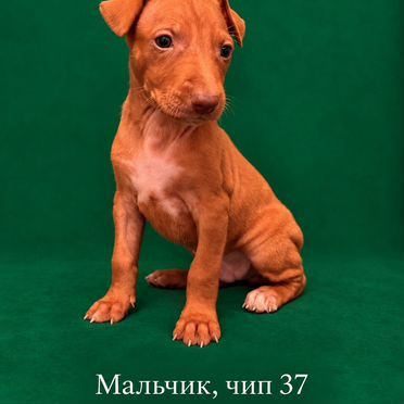 Фараонова собака, щенок