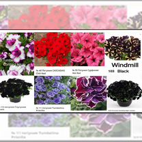 Петуния вегетативная укоренённые черенки, Омск
