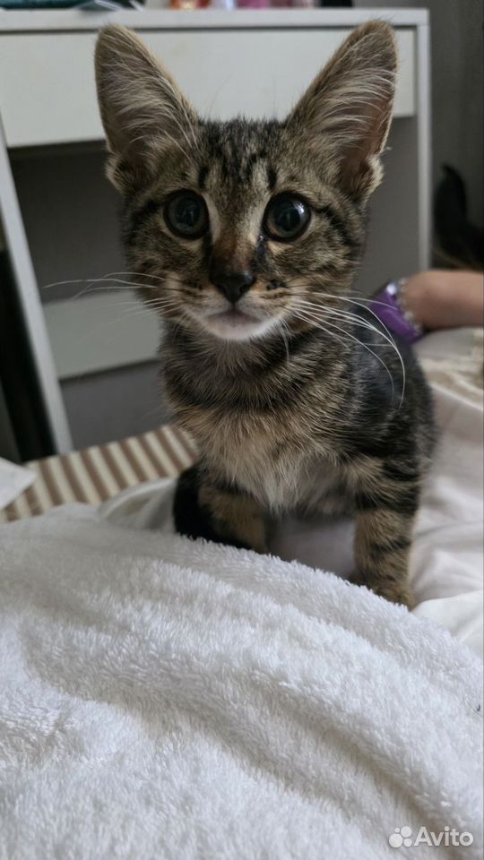 Котёнок в добрые руки, Краснодар