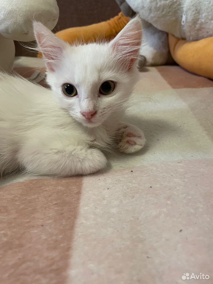 Котёнок в добрые руки, Краснодар