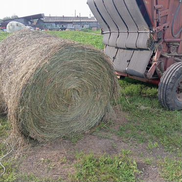 Продам сено в рулонах свежий укос