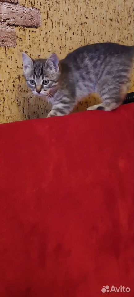 Котёнок в добрые руки, Липецк