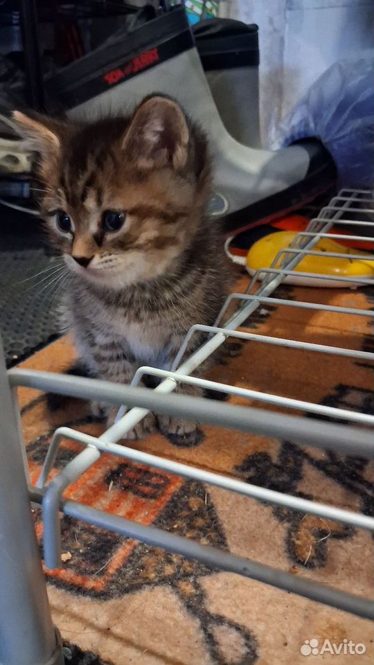 Котёнок в добрые руки, Томск