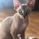 Канадский сфинкс, кот вязка