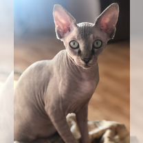 Канадский сфинкс, кот вязка, Воронеж