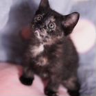 Бамбино котёнок