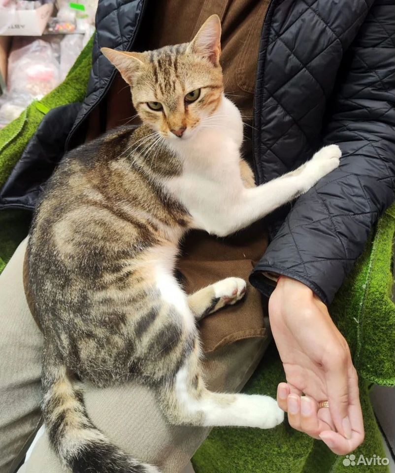 Котёнок в добрые руки, Краснодар