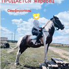 Продам Обезроживание козлят