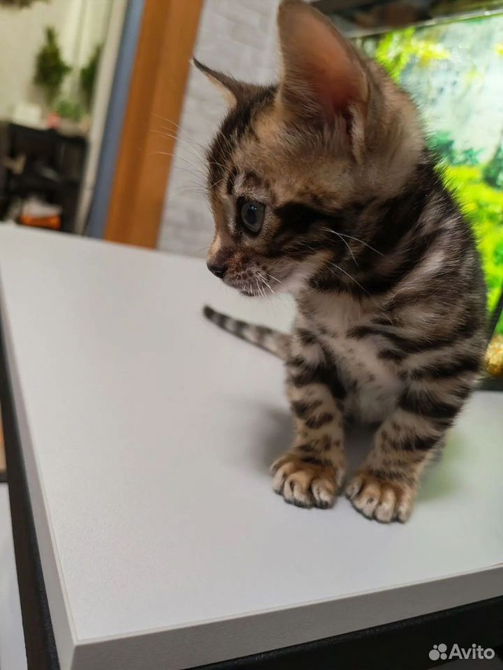 Бенгальский котёнок, Тюмень