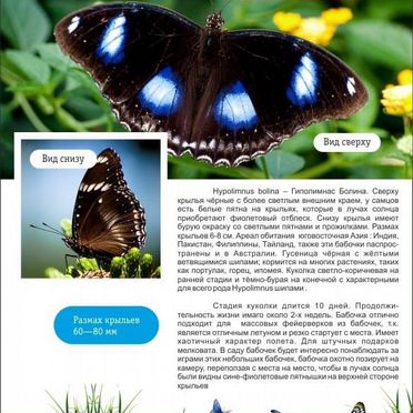 Подари ребенку чудо - Бабочкарий