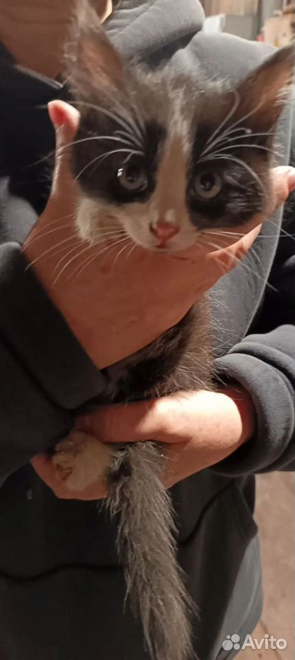 Котёнок в добрые руки, Тюмень